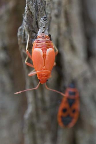 Réf. 177 789 : Pyrrhocoris apterus