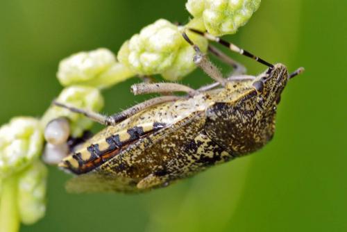 Rhaphigaster nebulosa