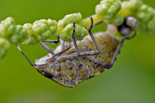 Rhaphigaster nebulosa