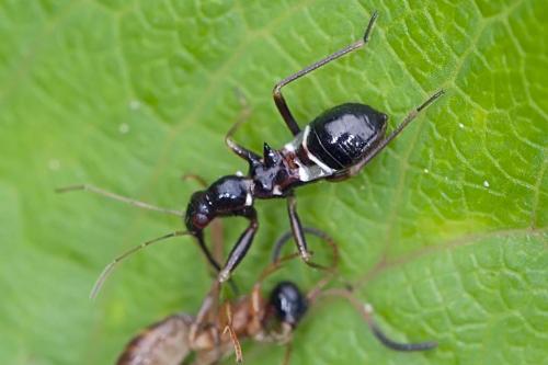 Réf. 177 423 : Himacerus mirmicoides