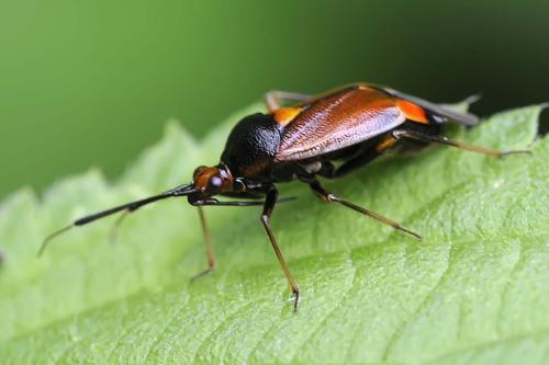 Deraeocoris ruber