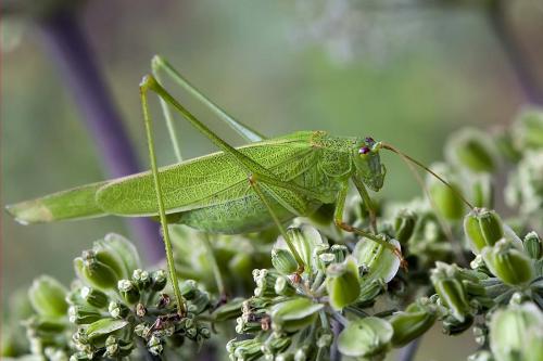 Réf. 177 288 : Phaneroptera sp.
