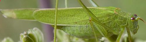 Réf. 177 346 : Phaneroptera sp.