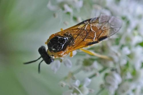 Selandria serva