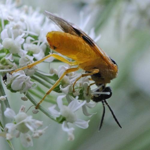 Selandria serva