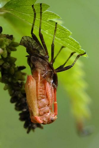 Réf. 177 897 : Coreus marginatus
