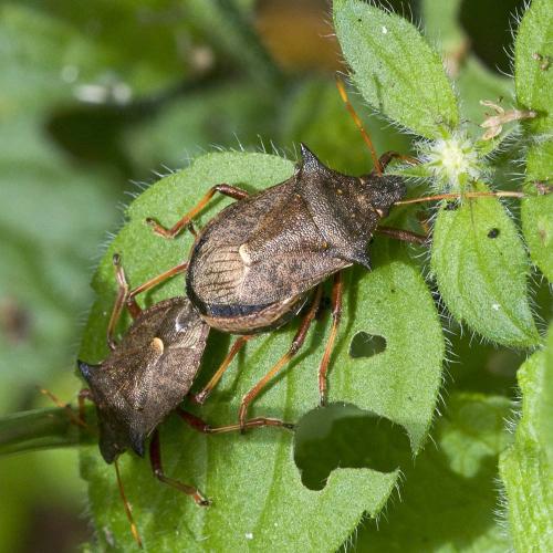 Réf. 177 783 : Picromerus bidens