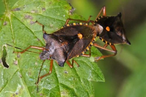Pentatoma rufipes