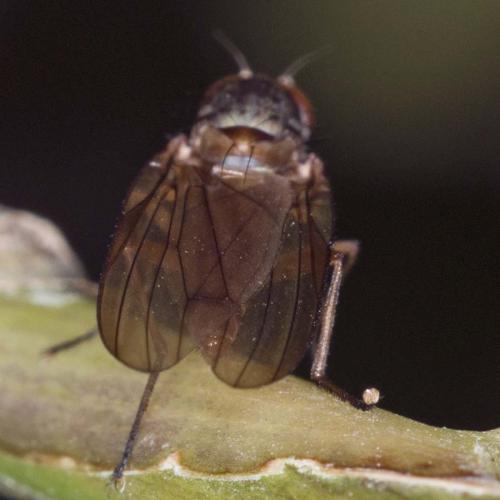Heteromyza oculata