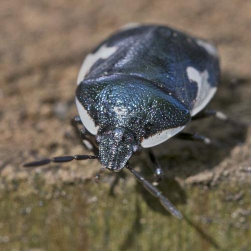 Tritomegas sexmaculatus