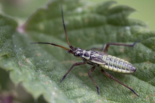Réf. 177 802 : Leptopterna dolabrata
