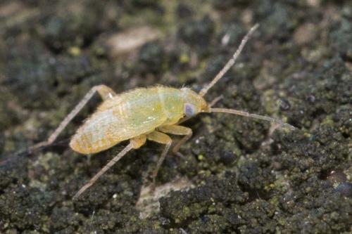 Psallus sp.