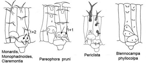 Blennocampini