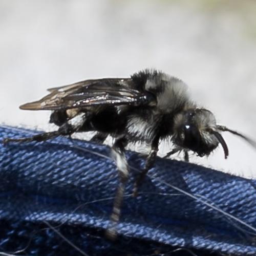 Réf. 177 175 : Melecta albifrons