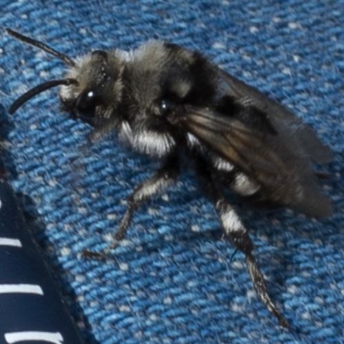 Réf. 177 174 : Melecta albifrons