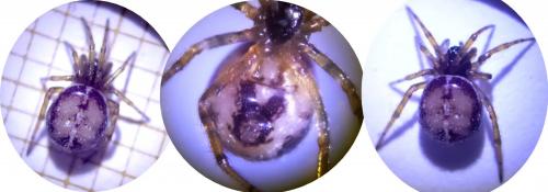 Steatoda bipunctata