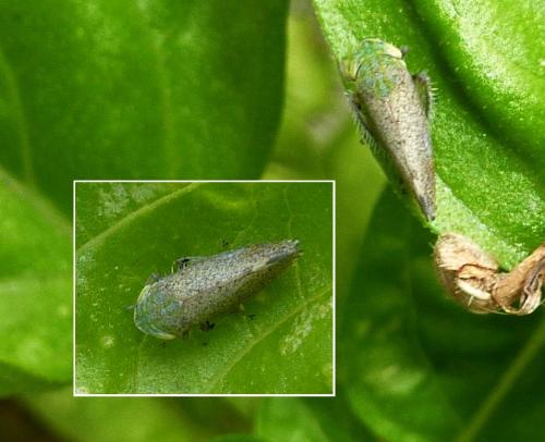 Fieberiella florii