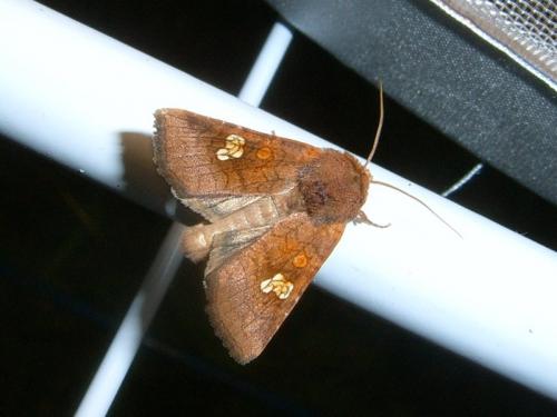 Réf. 177 275 : Amphipoea oculea