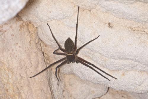Réf. 177 585 : Heteropoda sp.
