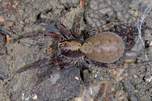 Ctenus sp.