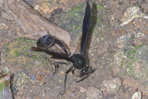 Phimenes curvatus curvatus