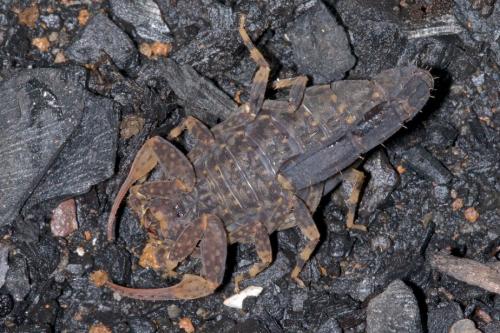 Lychas infuscatus