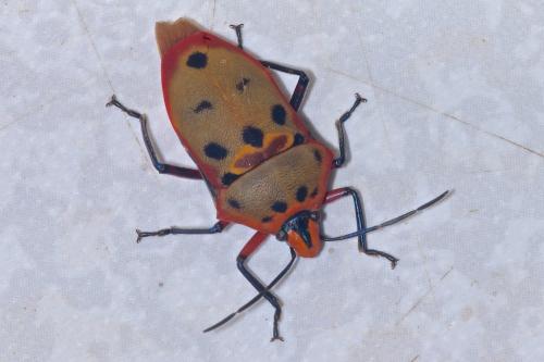 Cantao ocellatus