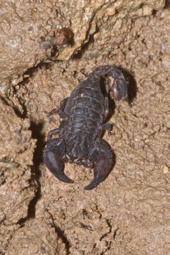 Chaerilus philippinus
