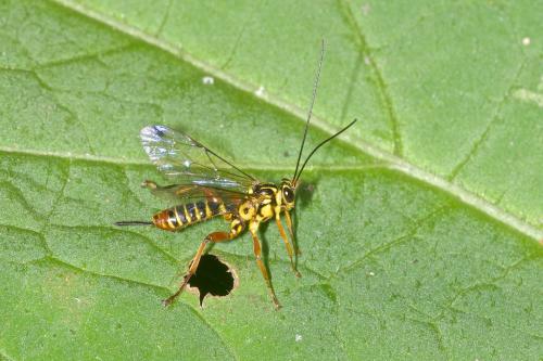Echthromorpha agrestoria