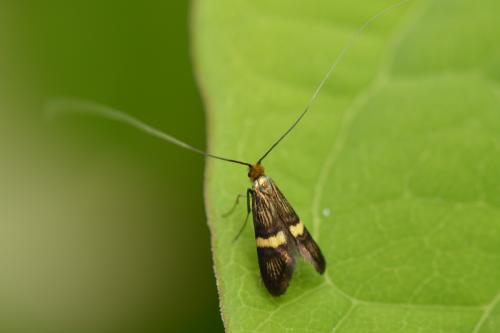 Adela croesella