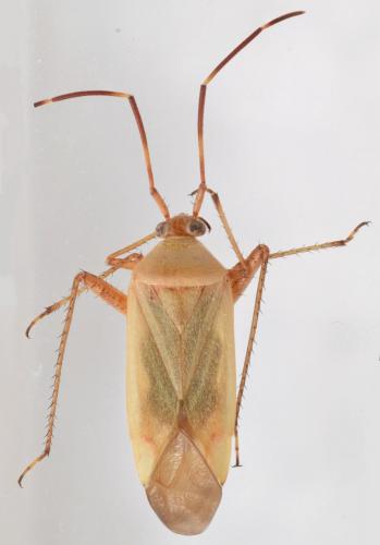 Adelphocoris insignis