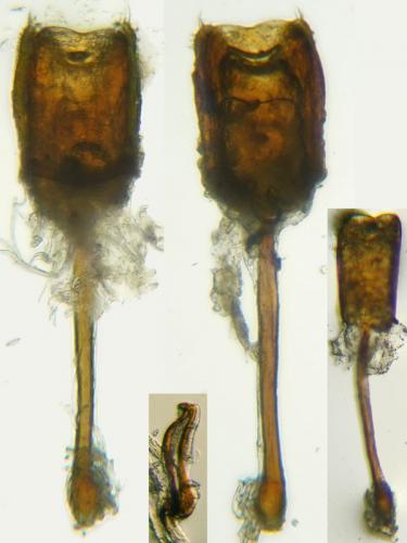 Brassicogethes aeneus