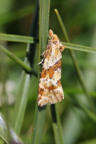 Aethes deutschiana