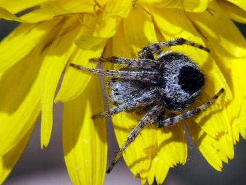 Agalenatea redii