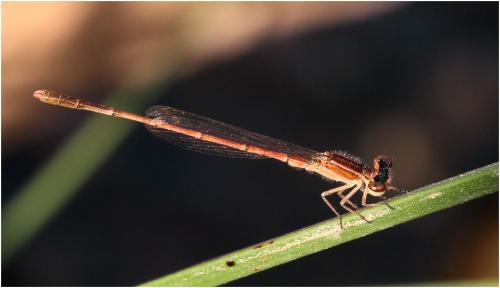 Réf. 177 714 : Agriocnemis splendidissima