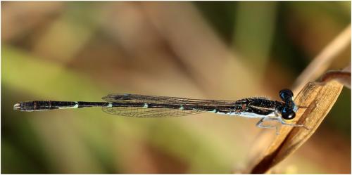 Agriocnemis splendidissima