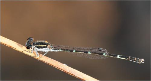 Agriocnemis splendidissima