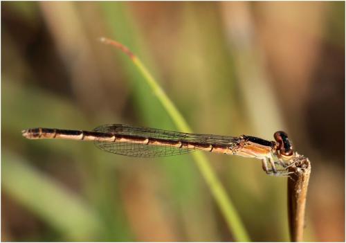 Agriocnemis splendidissima