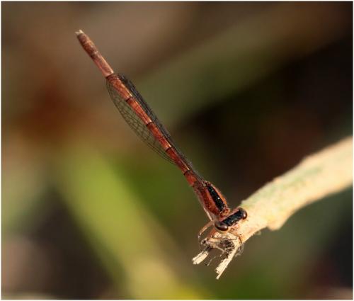 Réf. 177 717 : Agriocnemis splendidissima