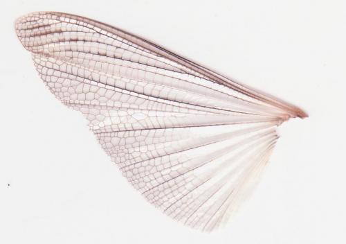 Réf. 177 914 : Locusta migratoria