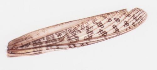 Réf. 177 925 : Locusta migratoria