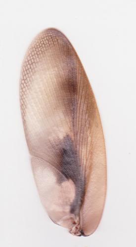 Blaberus atropos