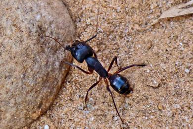 Camponotus foleyi