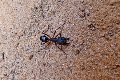 Camponotus foleyi