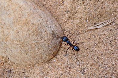 Camponotus foleyi
