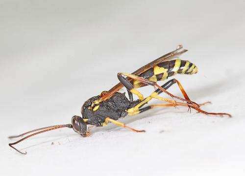 Réf. 177 881 : Amblyteles armatorius