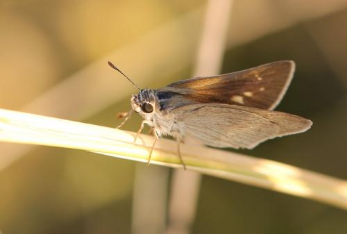 Gegenes sp.