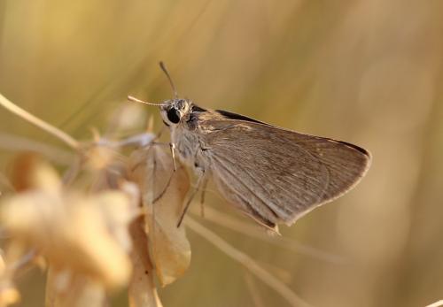 Gegenes sp.