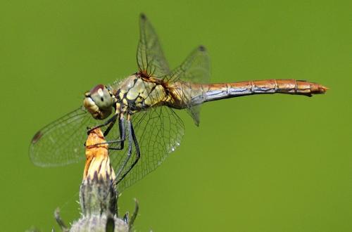 Réf. 177 804 : Sympetrum sanguineum