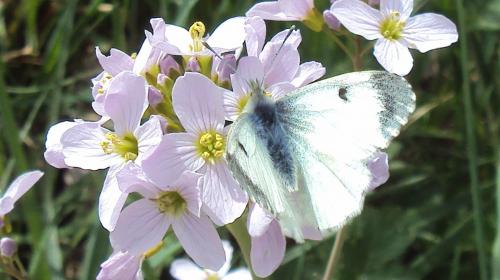 Réf. 177 477 : Anthocharis cardamines